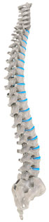 Osteopathy in Leicester